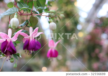 Dendrobium · kingiyanamu 32556699