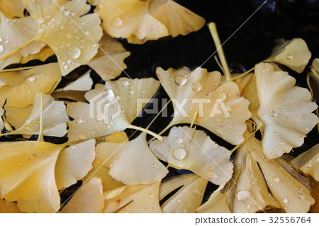 Ginkgo Leaf (Ginkgo) Ginkgo Leaf (Ginkgo) 32556764