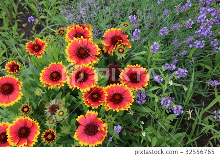Gaillardia 32556765