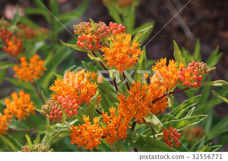 Asclepias tuberosa on Butterfly weed. Asclepias tuberosa on Butterfly weed. 32556771