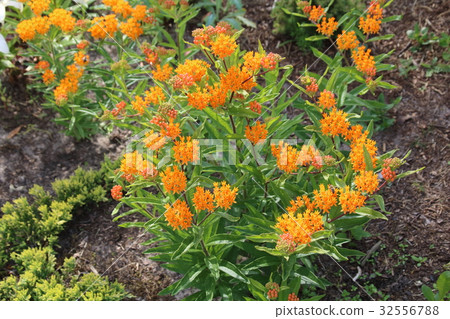 Asclepias tuberosa on Butterfly weed. Asclepias tuberosa on Butterfly weed. 32556788