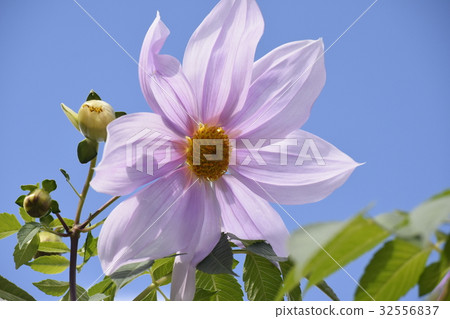 Emperor Dalia 32556837