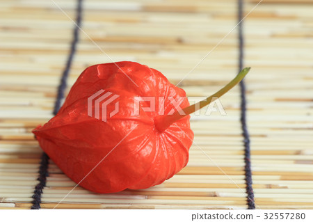 地面櫻桃 32557280