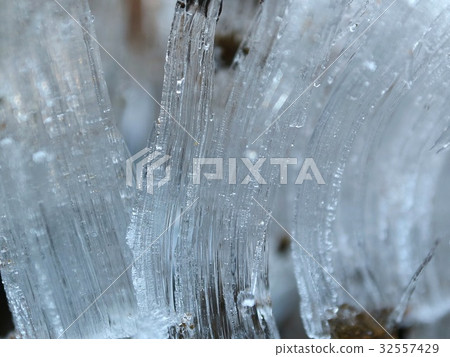 霜柱子仲冬早晨特寫鏡頭 32557429