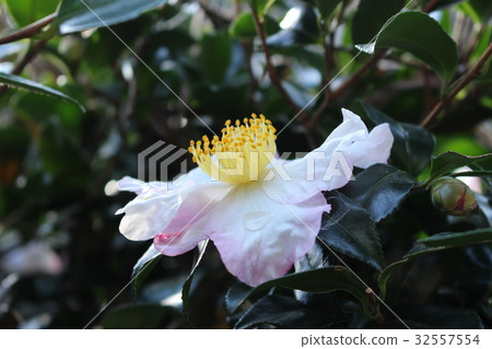 Szaka Szaka 32557554