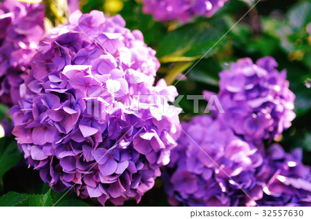 繡球 繡球 32557630