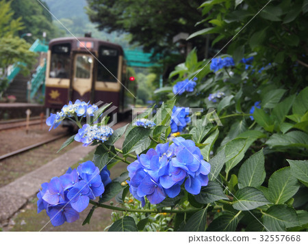 Watase Valley Hydrangea at Tsubasa Sawauchi Station Watase Valley Hydrangea at Tsubasa Sawauchi Station 32557668