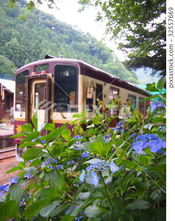Watase Valley Hydrangea at Tsubasa Sawauchi Station Watase Valley Hydrangea at Tsubasa Sawauchi Station 32557669