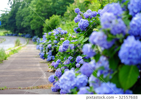 雨季的繡球花(框架,景觀) 雨季的繡球花(框架,景觀) 32557688