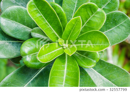 Many small bright green leaves Many small bright green leaves 32557799