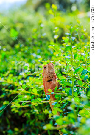 Closeup yellow crested lizard Closeup yellow crested lizard 32557833