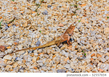 Closeup yellow crested lizard Closeup yellow crested lizard 32557834