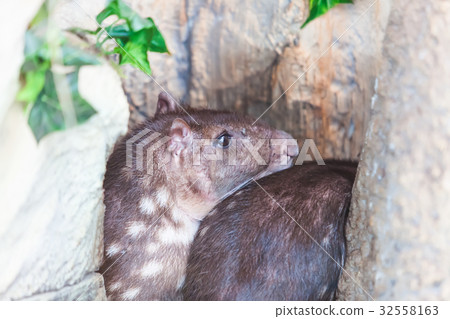 Cuniculus paca small mammal among the rocks 32558163