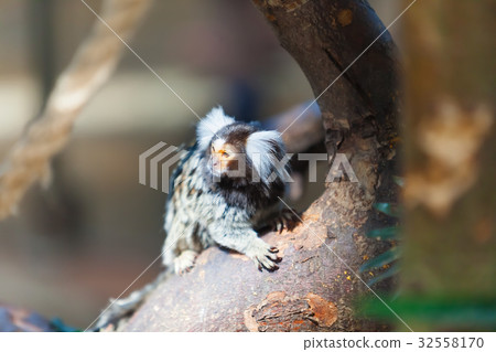 primate family of  Callithrix jacchus 32558170
