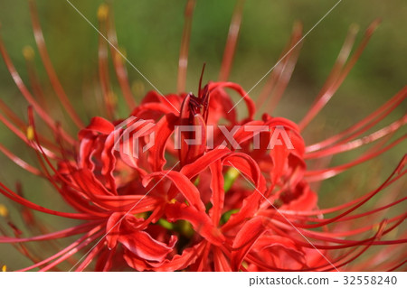 Cluster amaryllis Cluster amaryllis 32558240