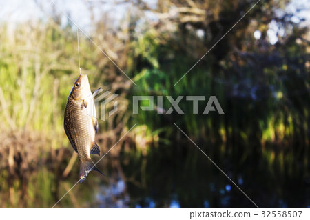 Crucian carp hanging on a hook  32558507