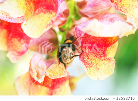 Bee in flowers Bee in flowers 32558716