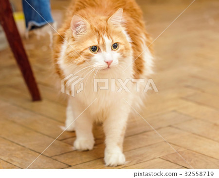 Red cat is in tension Red cat is in tension 32558719