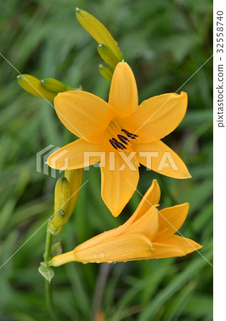 Nikko Kisuge Kagamine Peak Plateau in Nagano Prefecture 32558740