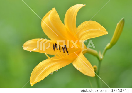 長野縣的Nikko Kisuge Kagamine Peak Plateau 32558741