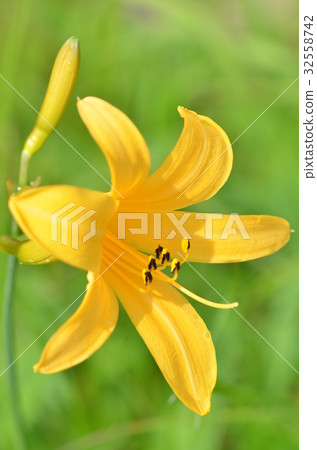 Nikko Kisuge Kagamine Peak Plateau in Nagano Prefecture 32558742