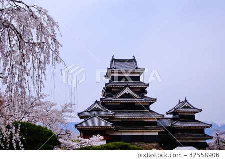 松本城(Owu城堡)城堡塔/櫻花內園邊城堡(長野縣松本市丸之內) 松本城(Owu城堡)城堡塔/櫻花內園邊城堡(長野縣松本市丸之內) 32558906