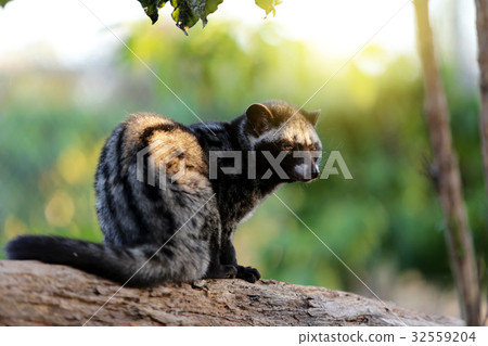 Civet Cat in Coffee plantation Civet Cat in Coffee plantation 32559204