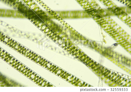 Ao midoro (micrograph) Ao midoro (micrograph) 32559333