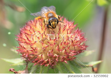 Gailarudia and a honeybee 32559902