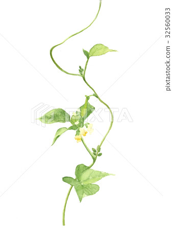 白豆花 白豆花 32560033