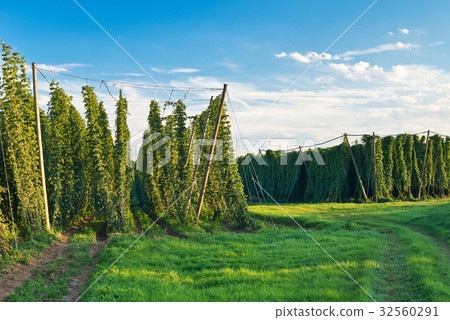 Hop field befor sundown, Czech Republic Hop field befor sundown, Czech Republic 32560291