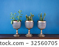 Three ornamental plants in the cup 32560705