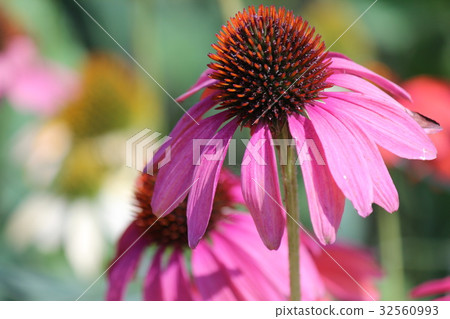 村崎Barengiku 村崎Barengiku 32560993