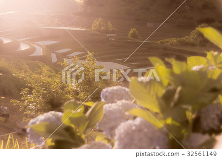 Shimosuka的水稻梯田 32561149