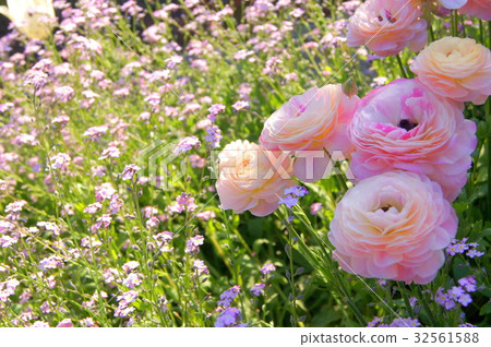 Pastel color garden (Ranunculus etc.) 32561588