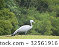 一隻鳥 32561916