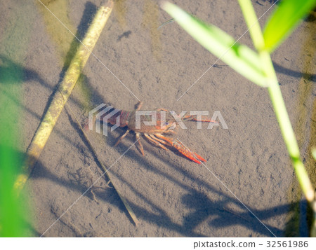 Crayfish in the pond 32561986
