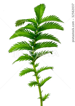 one wildflower meadow leaf isolated on white  32562037