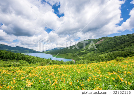 Nokkokishishige(Nozorikishge) Nokkokishishige(Nozorikishge) 32562136