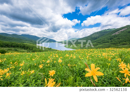 Nokkokishishige (Nozorikishge) 32562138