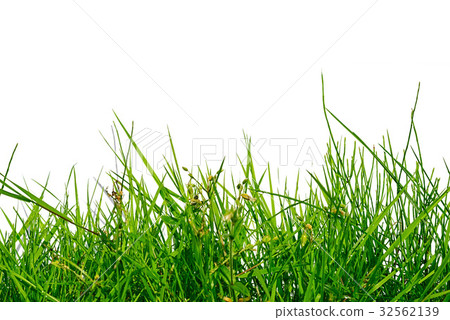 uneven green grass isolated on white background 32562139