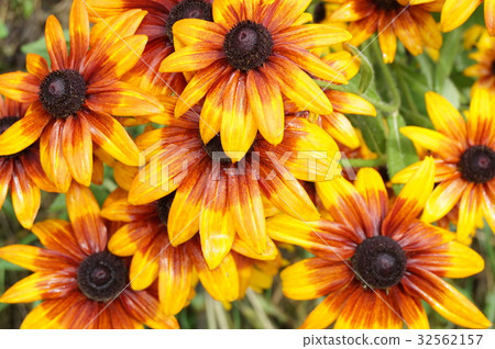 Summer flowers Summer flowers 32562157