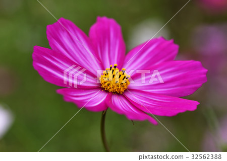 Dark pink cosmos Dark pink cosmos 32562388