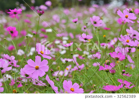 Pink cosmos field Pink cosmos field 32562389