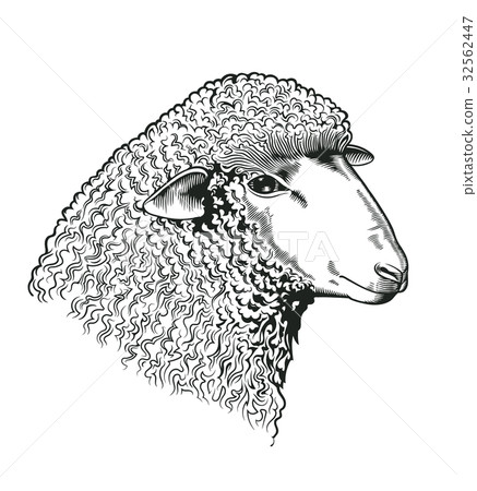 Head of sheep drawn in etching style. Farmed 32562447