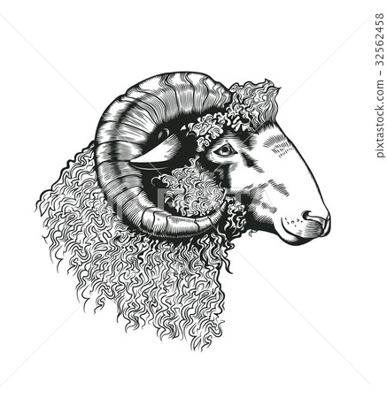 Head of ram hand drawn in antique etching style 32562458