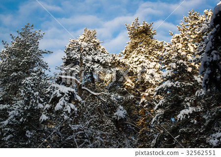 Several pines on a snowy day in Russia Several pines on a snowy day in Russia 32562551
