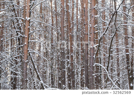 Tree trunks in winter forest 32562569
