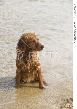Dog Plays on the Beach Dog Plays on the Beach 32562974