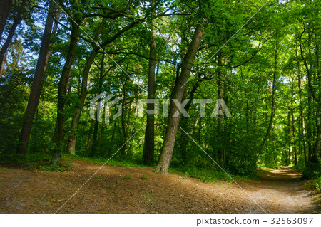 Beautiful pine forest at summer 32563097
